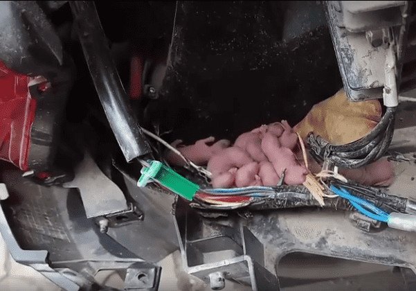 Thuốc đuổi chuột cho xe ô tô Holly