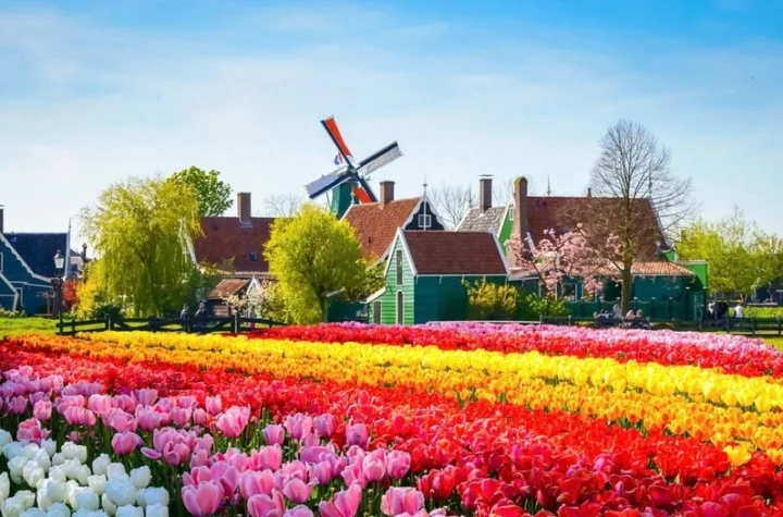 Cánh đồng hoa tulip rực rỡ ở Hà Lan