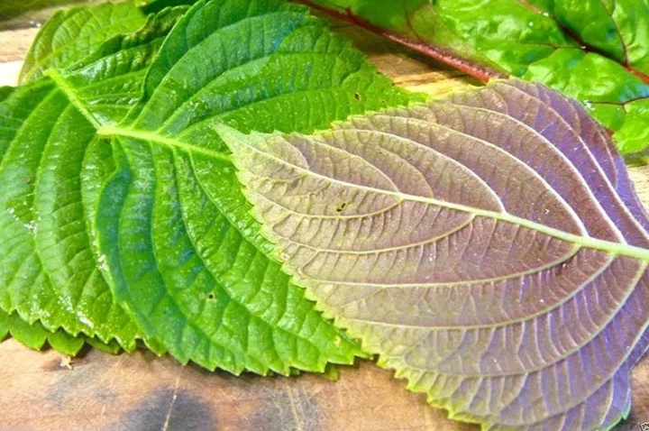 Người thừa cân, béo phì